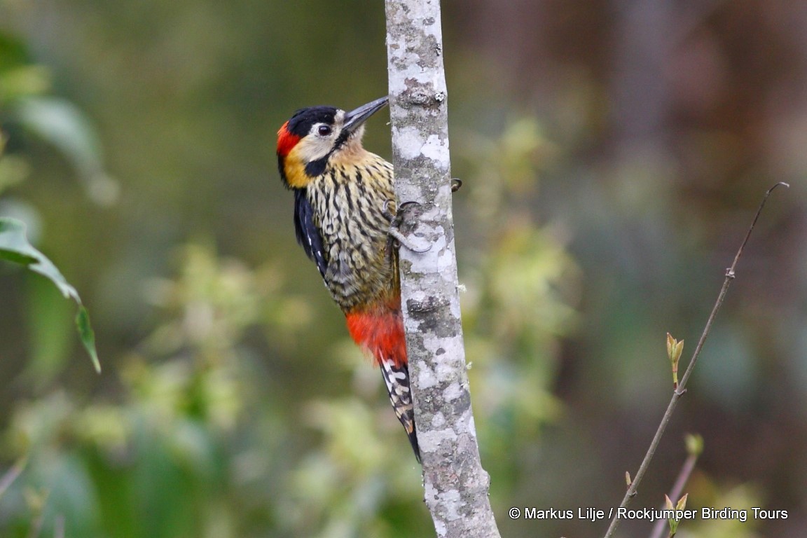 Darjeeling Woodpecker - ML206141141