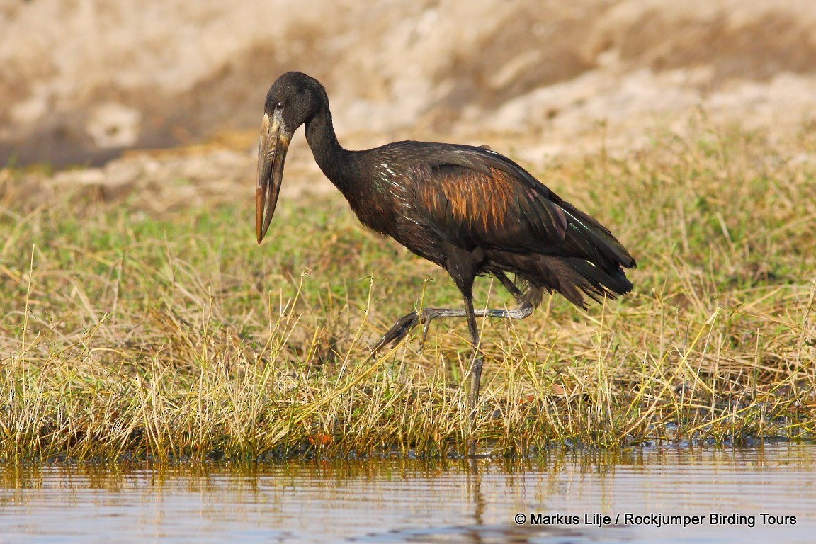 African Openbill - ML206141341