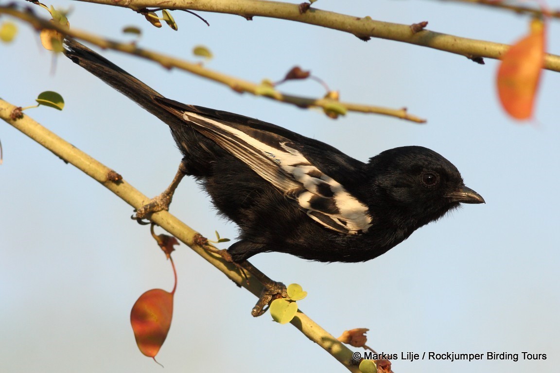 Carp's Tit - ML206141371