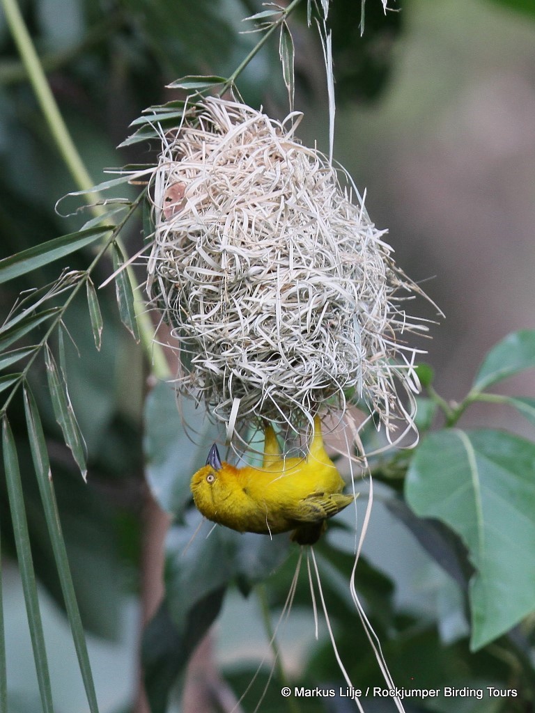 Holub's Golden-Weaver - ML206141401