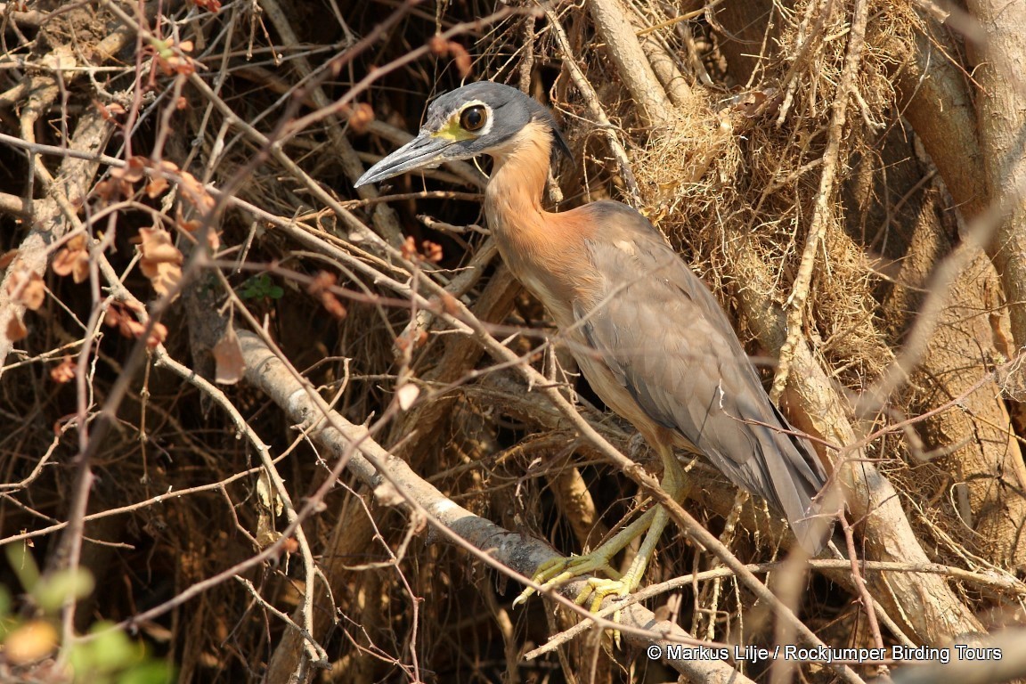 White-backed Night Heron - Markus Lilje