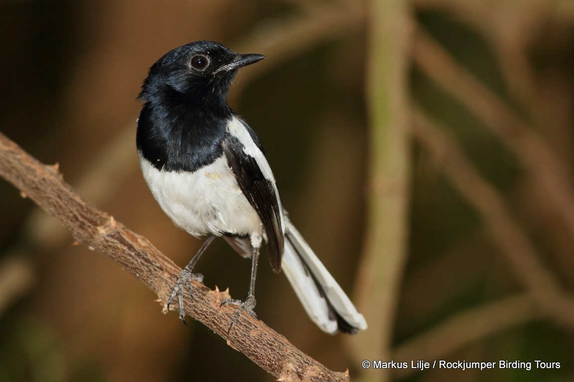 Madagascar Magpie-Robin (White-winged) - ML206141511