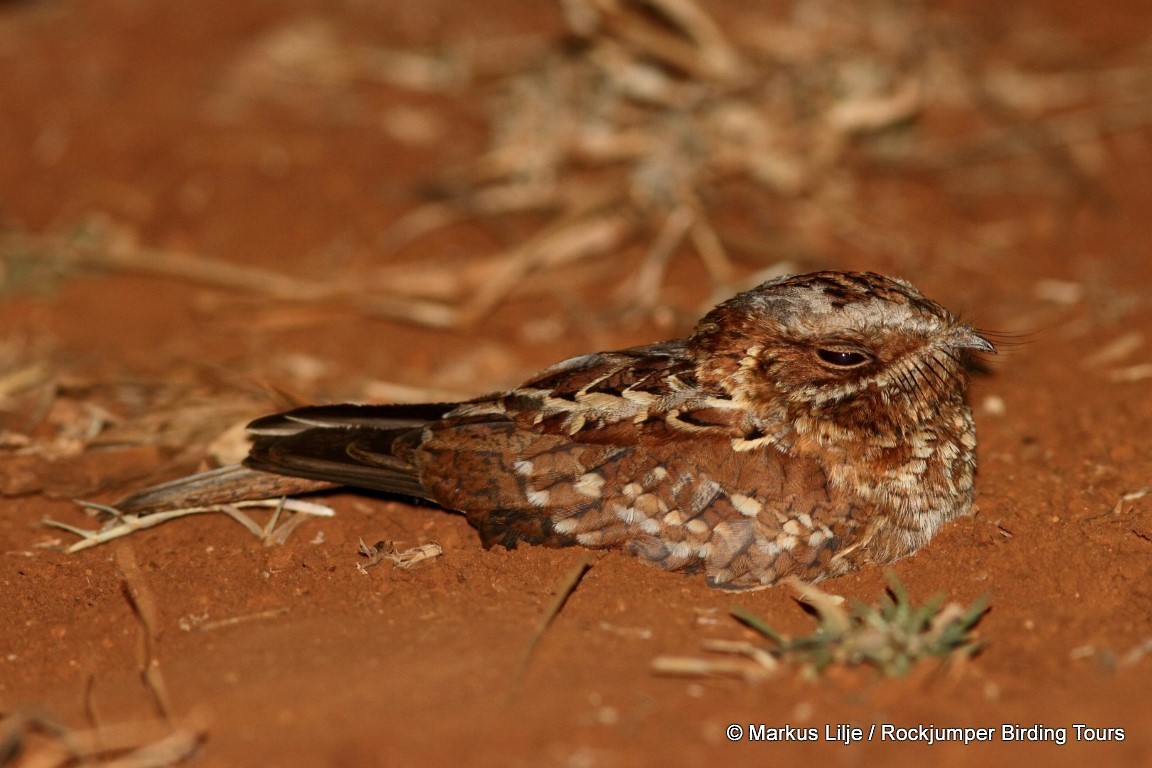 Donaldson Smith's Nightjar - ML206141601