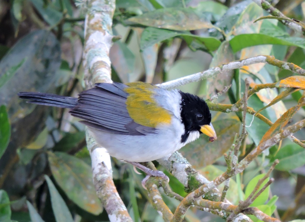 Golden-winged Sparrow - Nimali Digo & Thilanka Edirisinghe