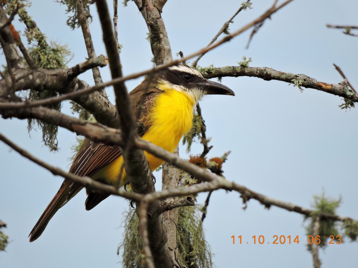 Boat-billed Flycatcher (South American) - ML206142221