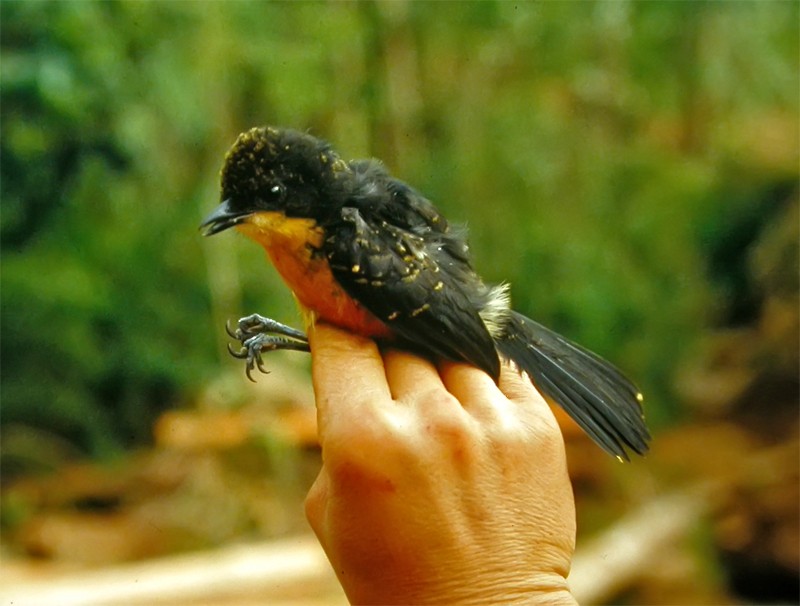 Yellow-breasted Boubou - ML206142401