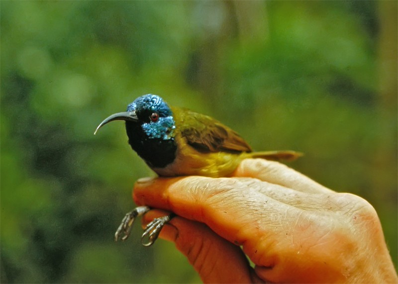 Blaukopf-Nektarvogel (bansoensis) - ML206142411