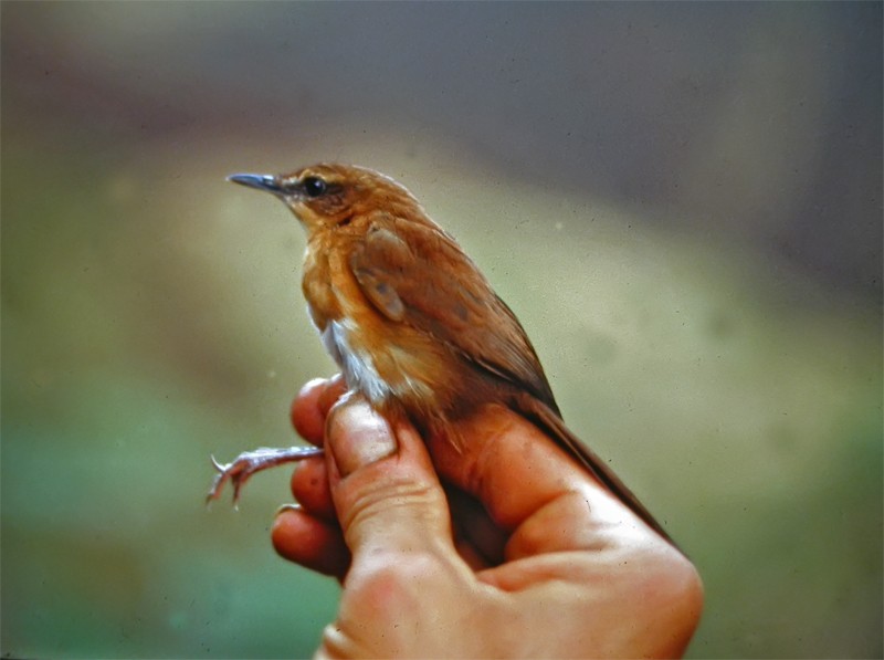 Bangwa Warbler - Mark Andrews