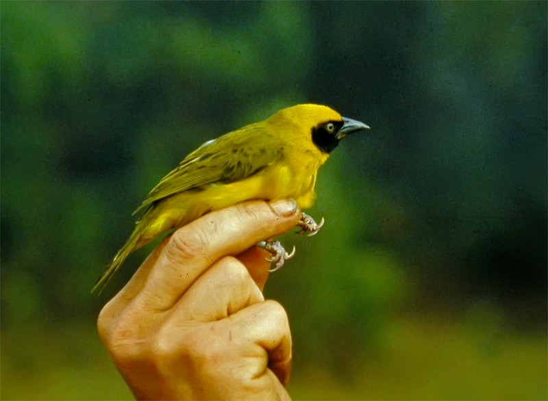 Bannerman's Weaver - Mark Andrews