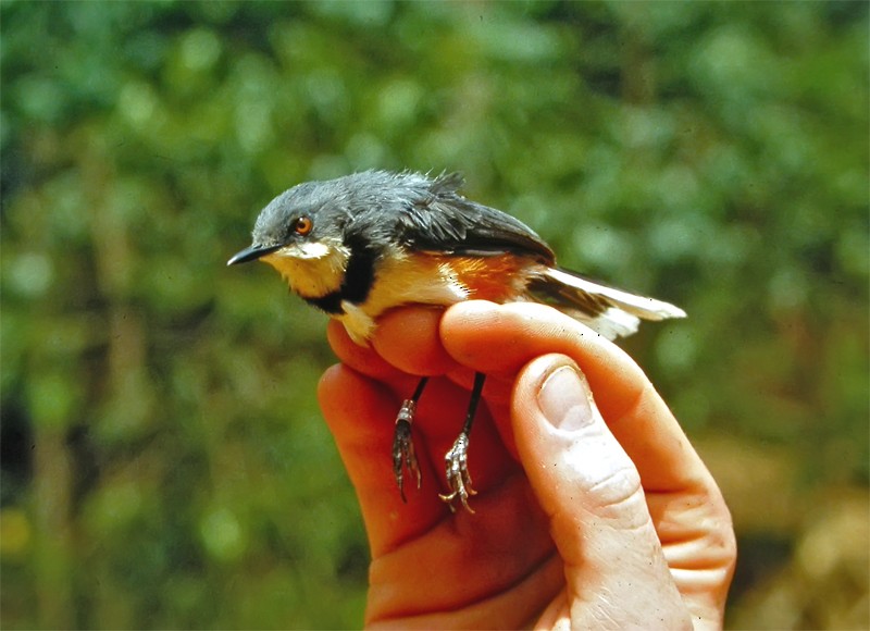 Black-collared Apalis - Mark Andrews