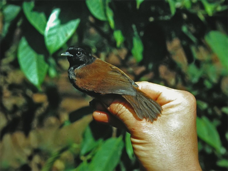 Rwenzori Hill Babbler - ML206142481