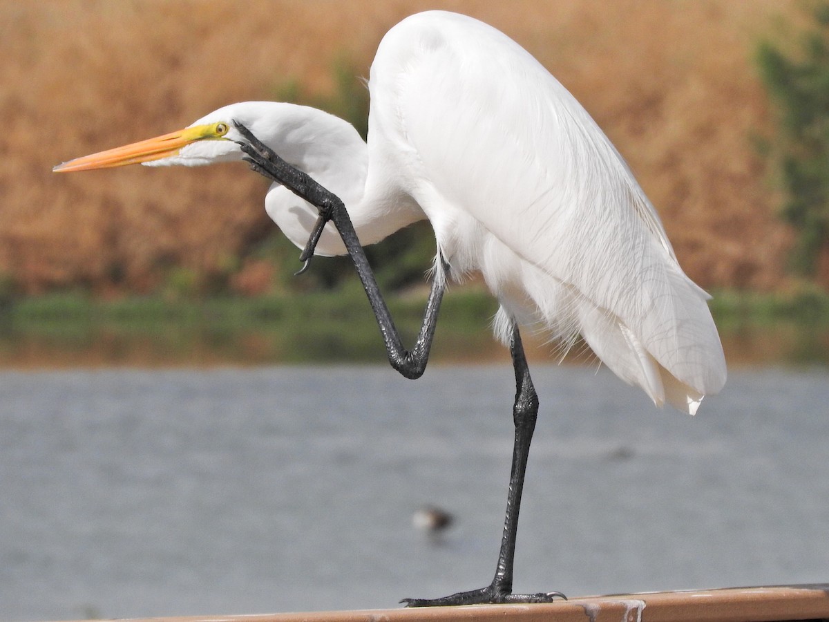 Great Egret - Roy Lambert