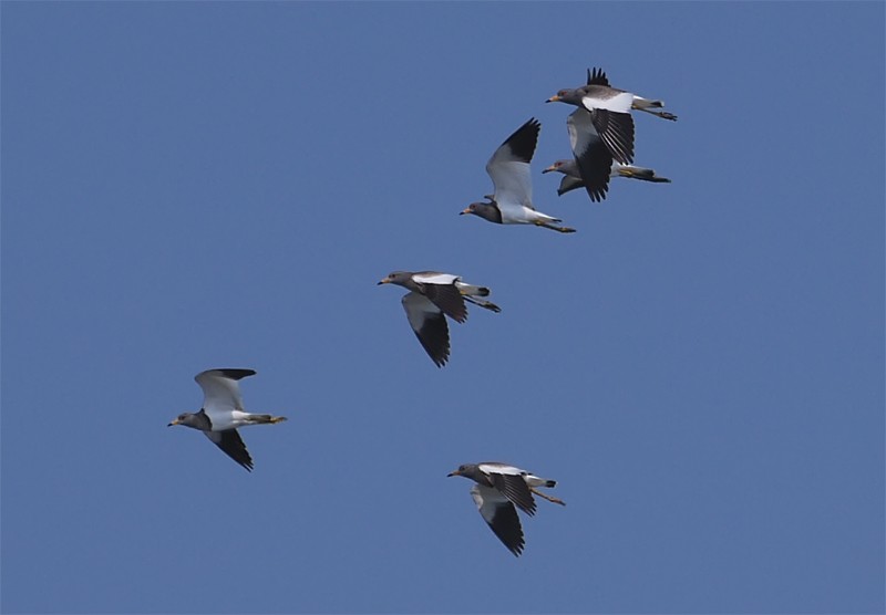 Gray-headed Lapwing - Mark Andrews