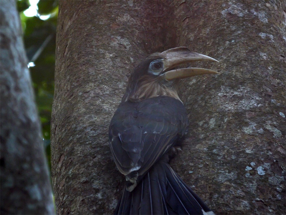 Rusty-cheeked Hornbill - ML206142571