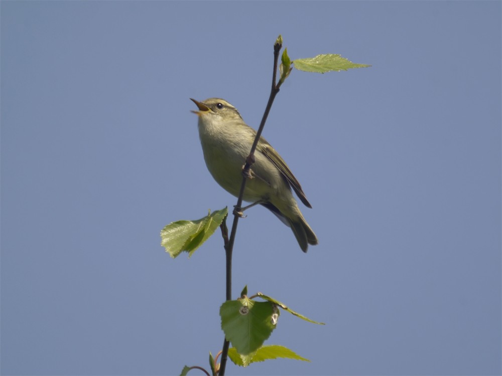 Chinese Leaf Warbler - Mark Andrews