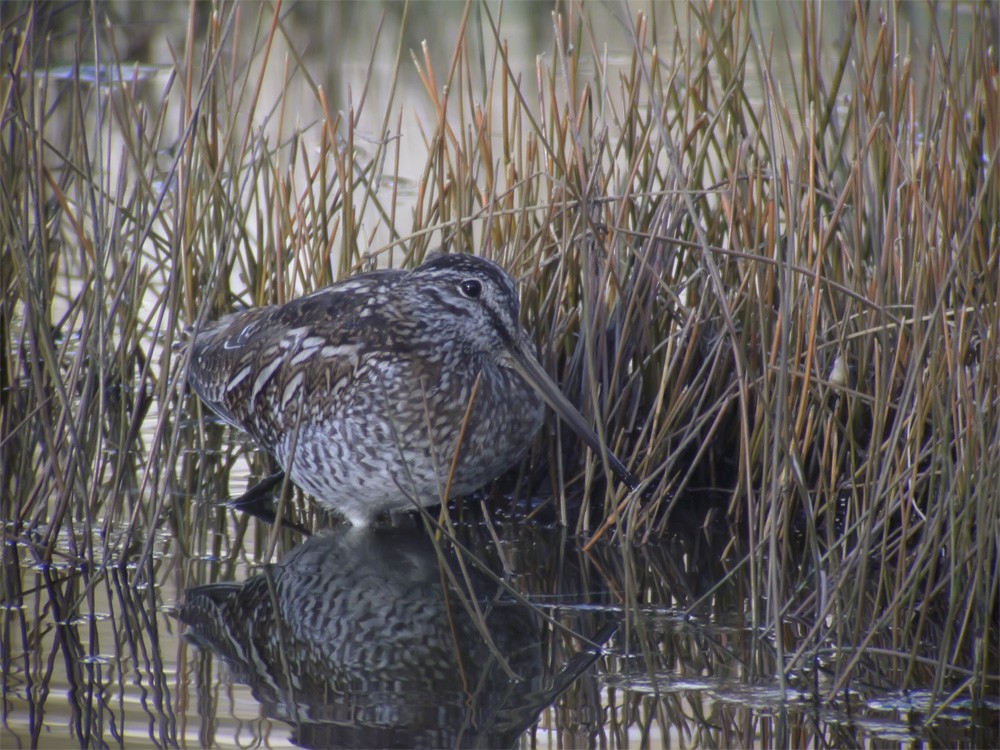 Solitary Snipe - ML206142691