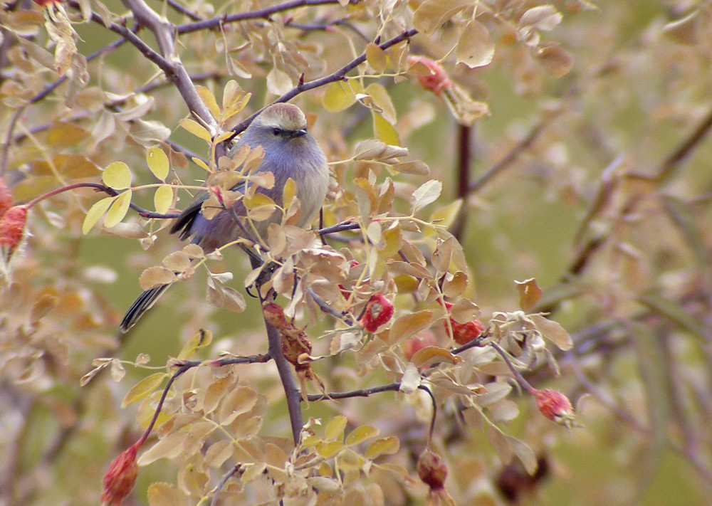 White-browed Tit-Warbler - ML206142701