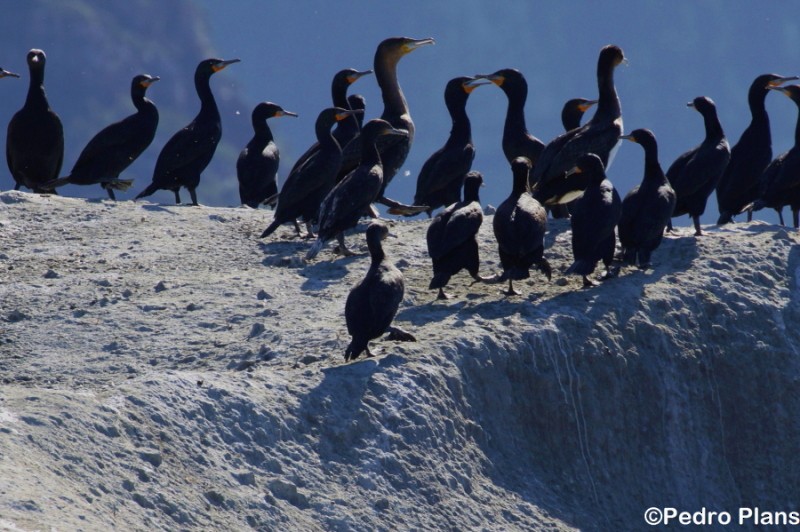 Cormorán de El Cabo - ML206142781