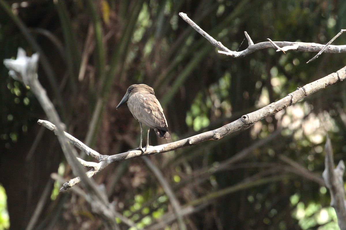 Hamerkop - ML206142951