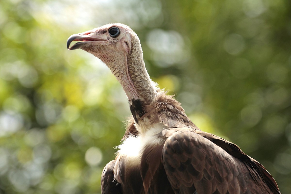 Hooded Vulture - ML206142961