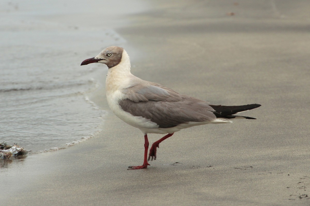 Gray-hooded Gull - ML206143011