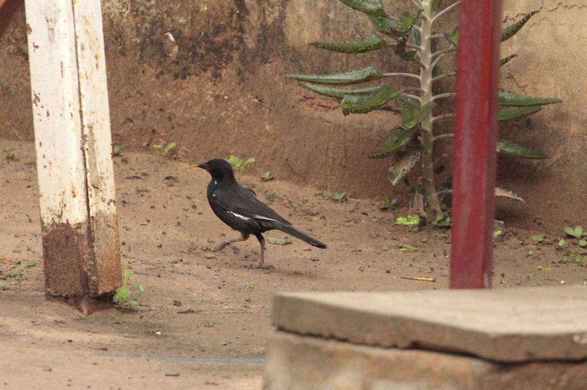 White-billed Buffalo-Weaver - ML206143051