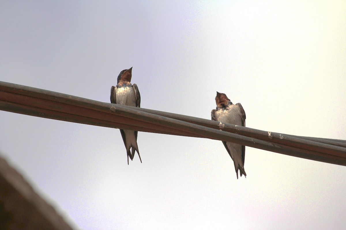 Red-chested Swallow - ML206143061