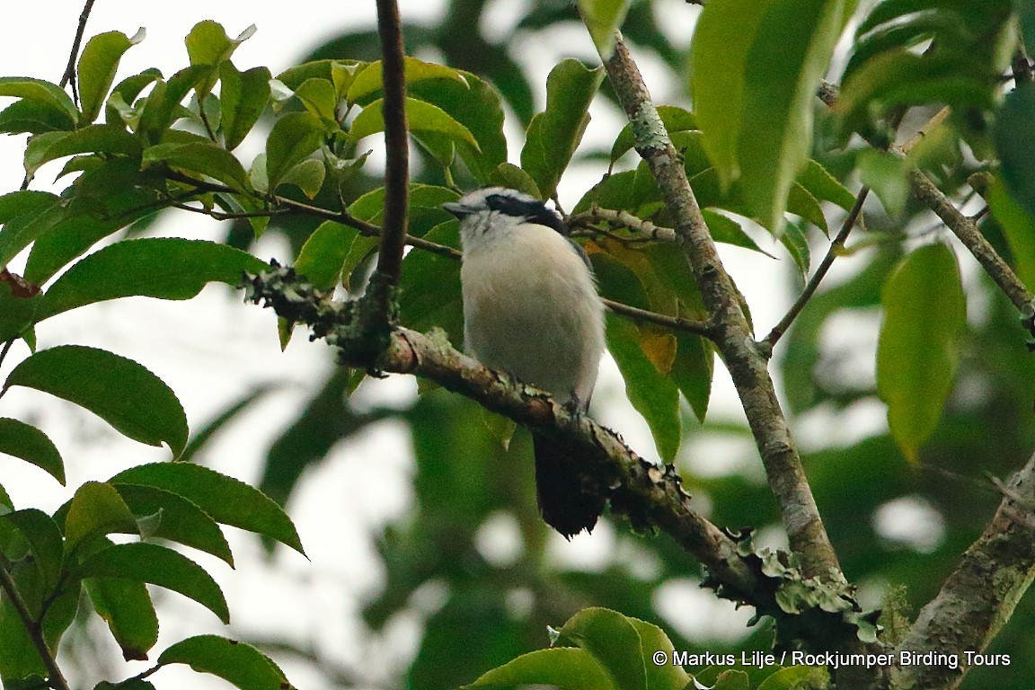 Gray-green Bushshrike - ML206143101