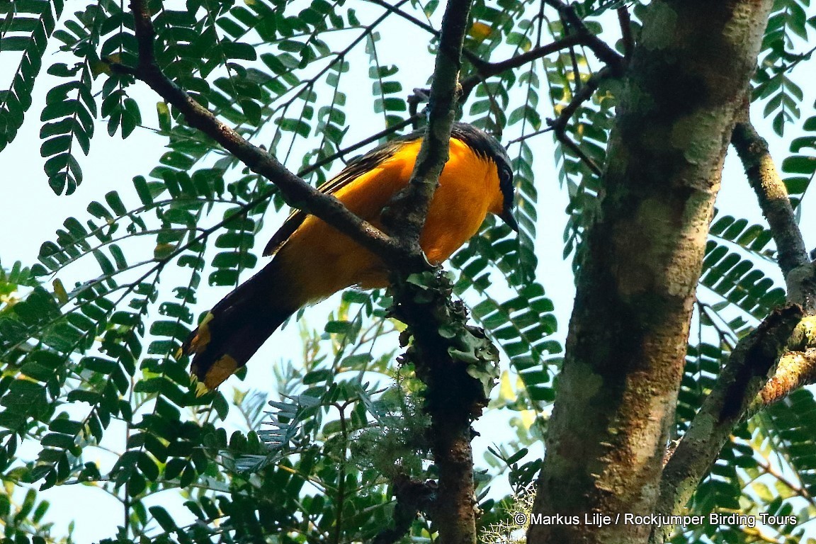 Many-colored Bushshrike - Markus Lilje