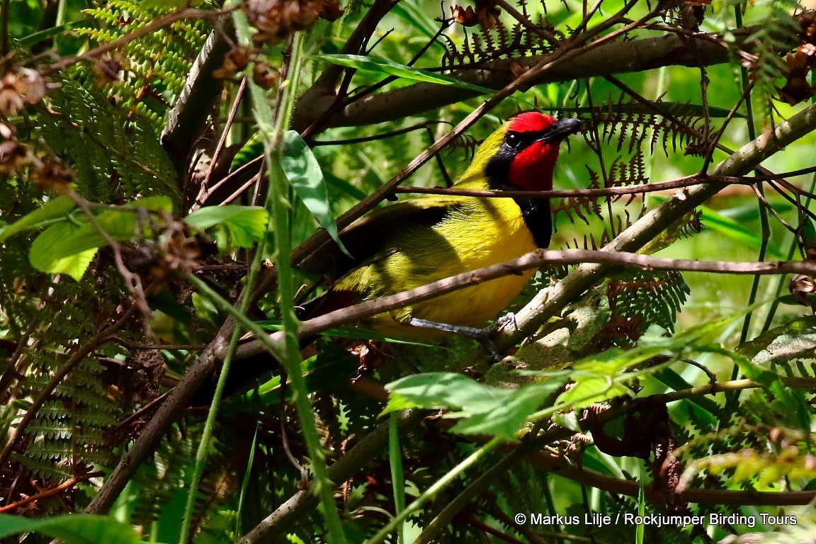 Doherty's Bushshrike - ML206143191