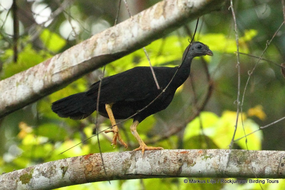 Yellow-legged Brushturkey - Markus Lilje