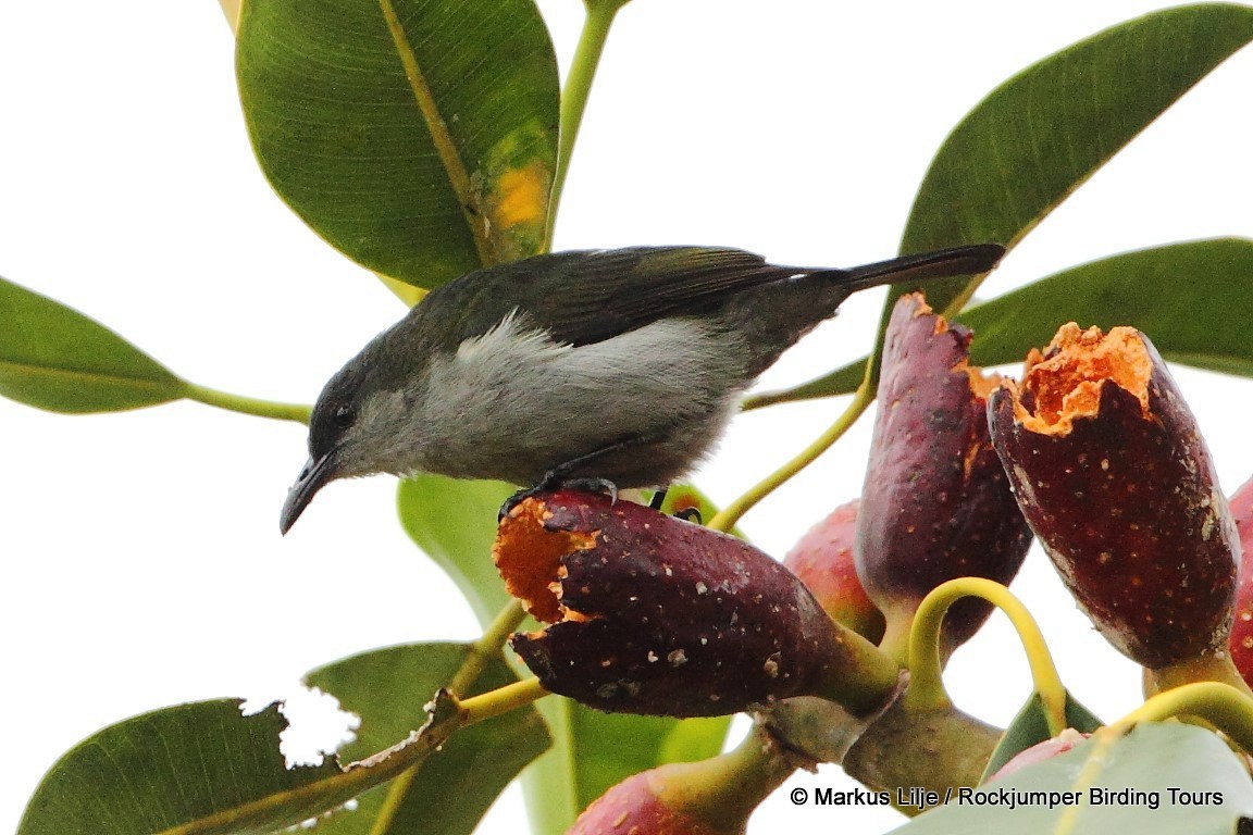 Spotted Berrypecker - Markus Lilje
