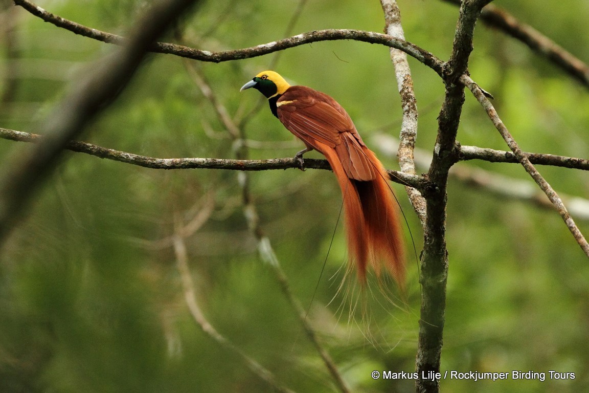 Raggiana Bird-of-Paradise - ML206143401