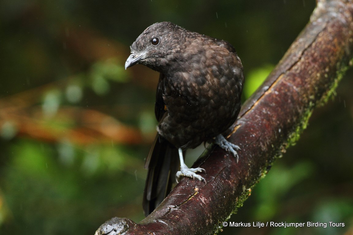 Archbold's Bowerbird - Markus Lilje