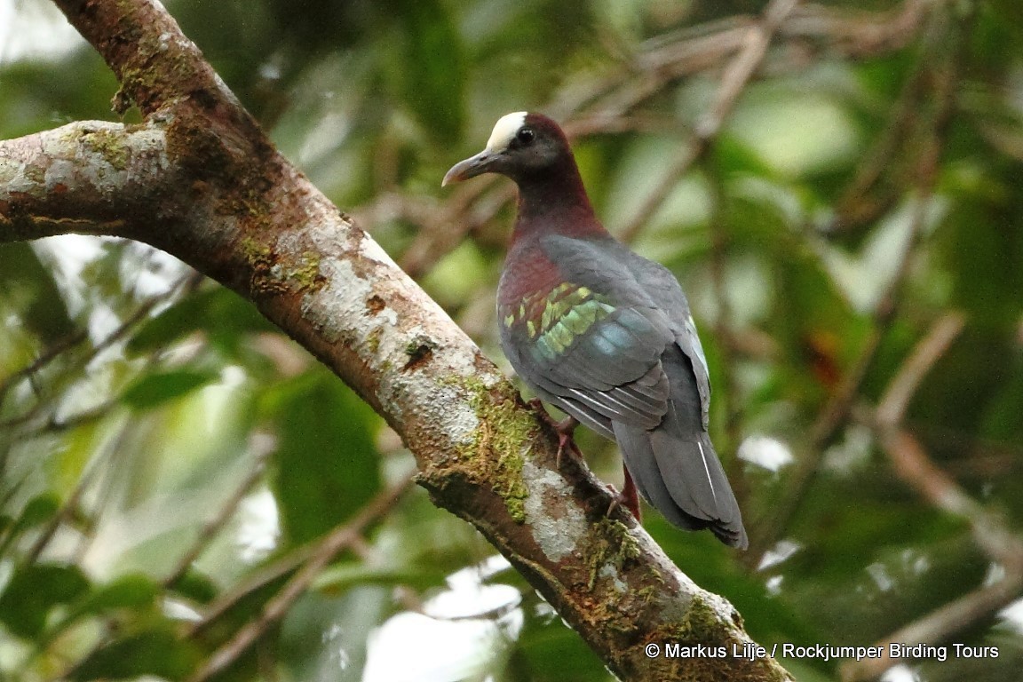 New Guinea Bronzewing - ML206143451