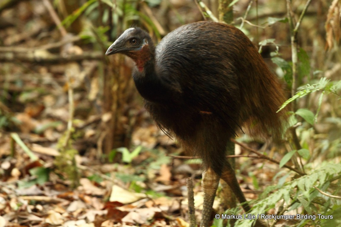 Dwarf Cassowary - ML206143461