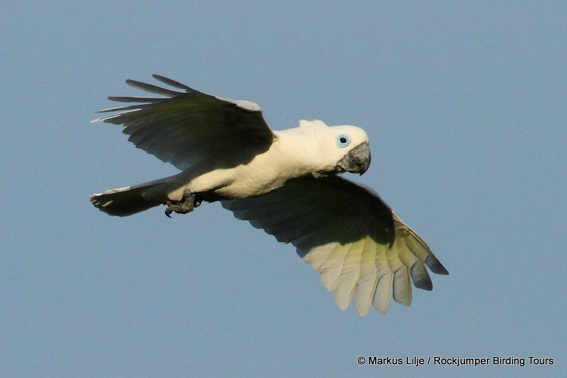 Blue-eyed Cockatoo - ML206143471