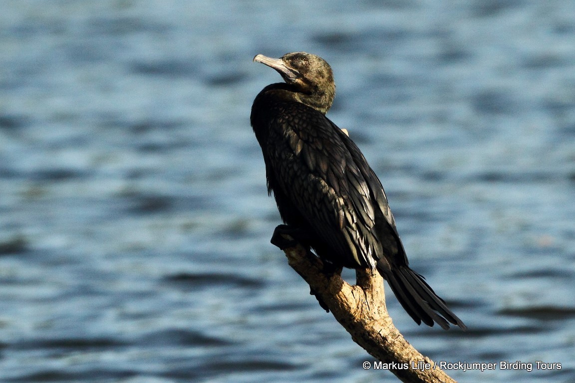 Little Black Cormorant - ML206143481