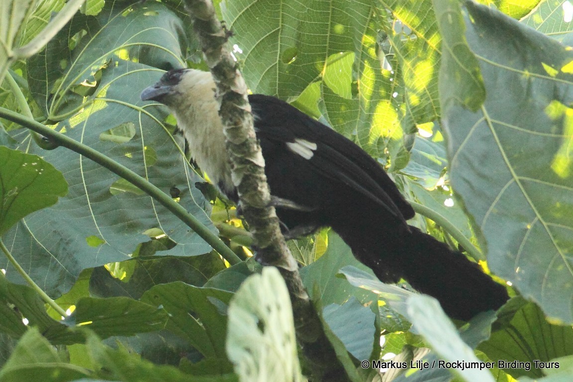 Pied Coucal - Markus Lilje
