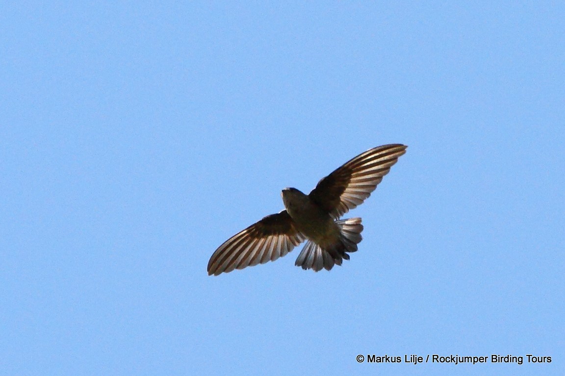 Madagascar Spinetail - ML206143861