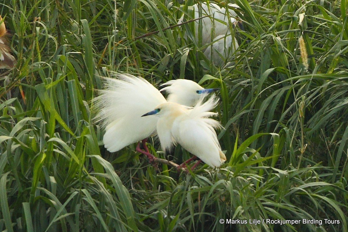 Malagasy Pond-Heron - ML206143951