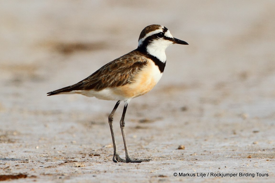 Madagascar Plover - Markus Lilje