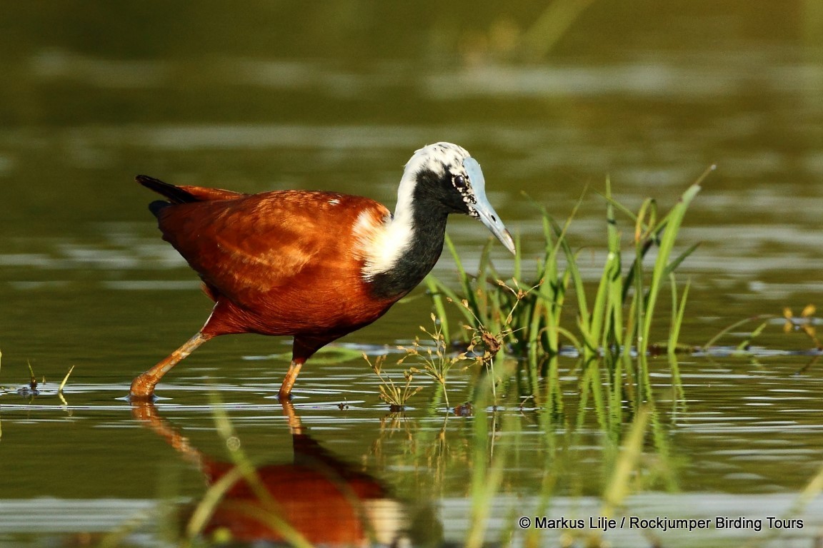 Madagascar Jacana - Markus Lilje