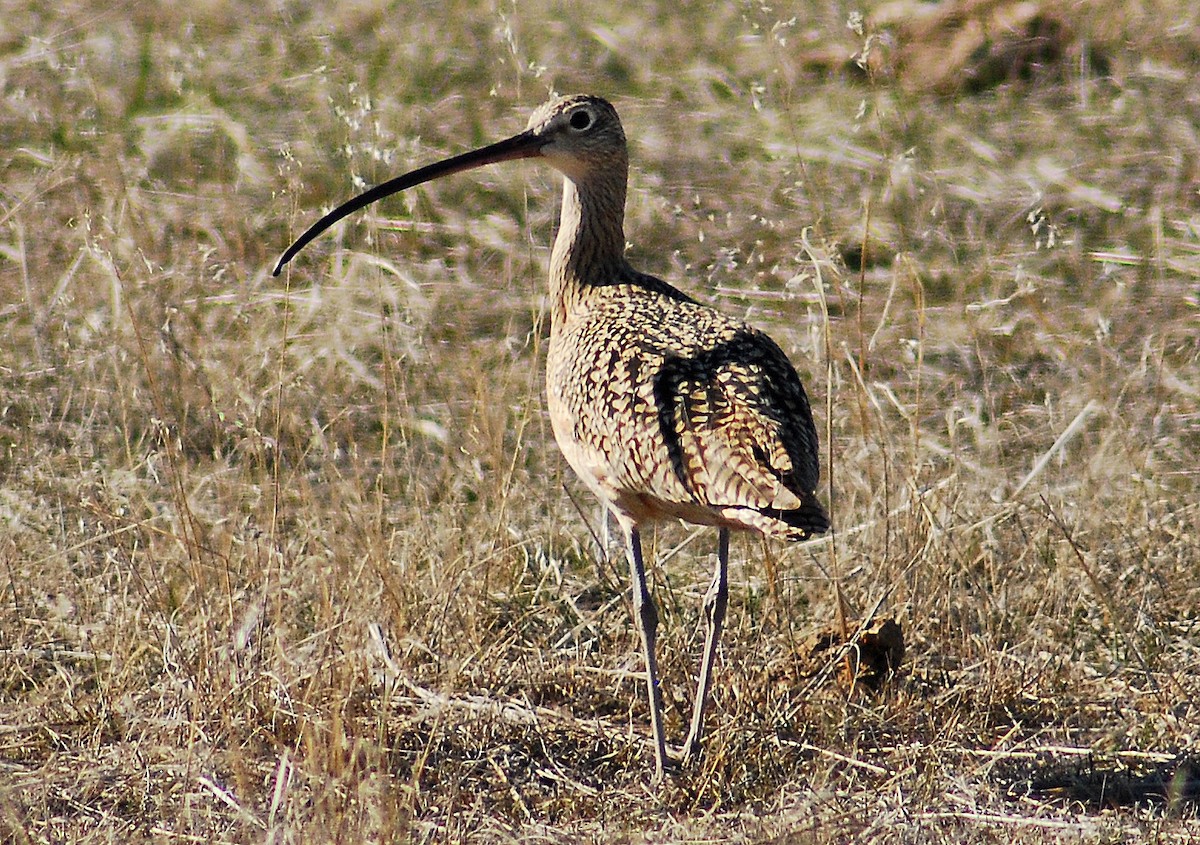 Long-billed Curlew - ML206145091