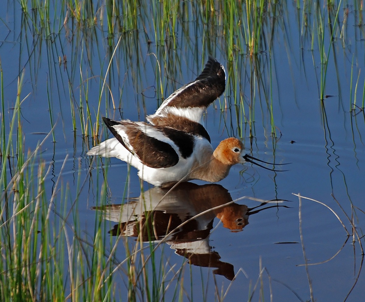 American Avocet - ML206145371