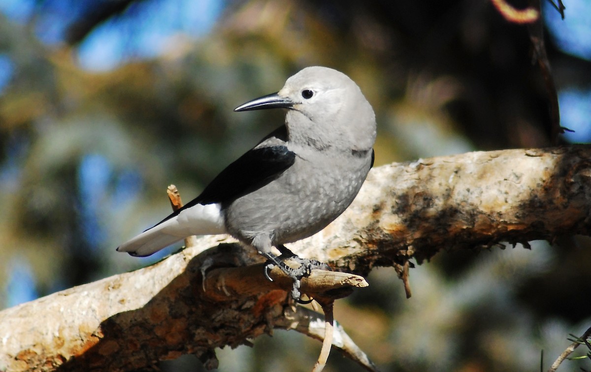 Clark's Nutcracker - Mike Ross