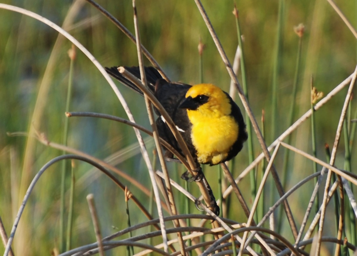 Yellow-headed Blackbird - ML206145561
