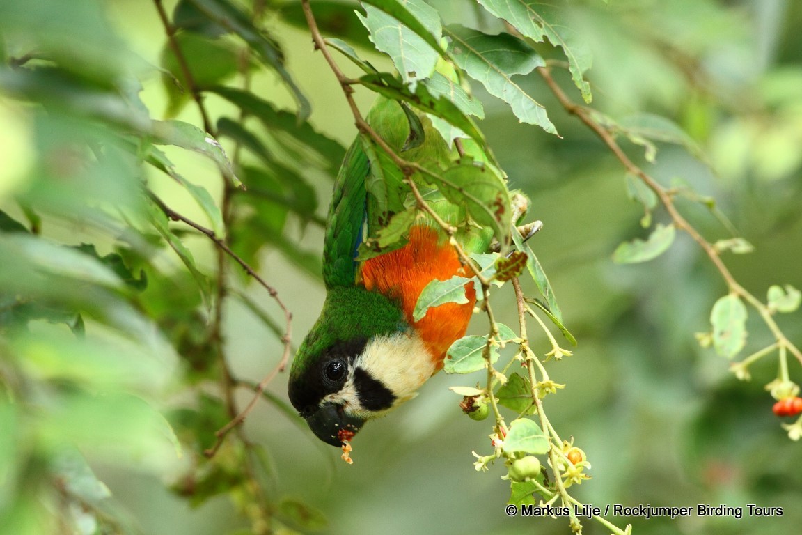 Dusky-cheeked Fig-Parrot - Markus Lilje