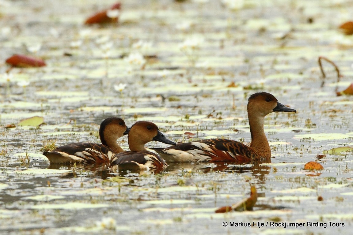 Wandering Whistling-Duck - ML206145691