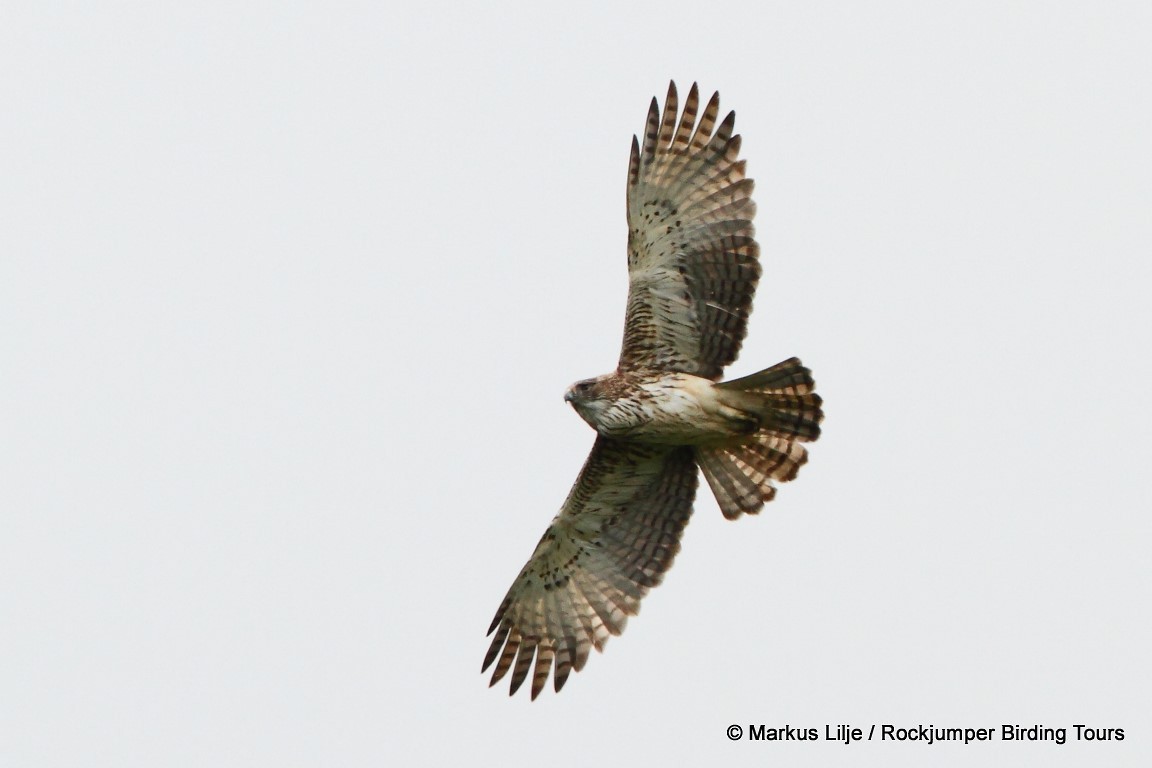 Pygmy Eagle - ML206145711